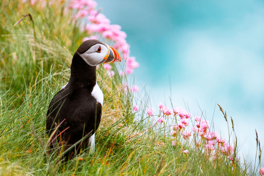 Puffin, Treshnish Isles